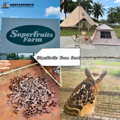 SuperFruits Farm Senai and SuperFarm Campsite Johor — Malaysia's largest Jaboticaba plantation with ATV and glamping